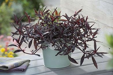 《极限竞速：地平线5》首个DLC或很快公布